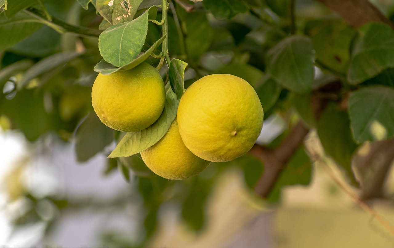Foglie di una pianta di limone in vaso arrotolate e deformate a forma di sigaro, con la pianta sullo sfondo su un terrazzo soleggiato