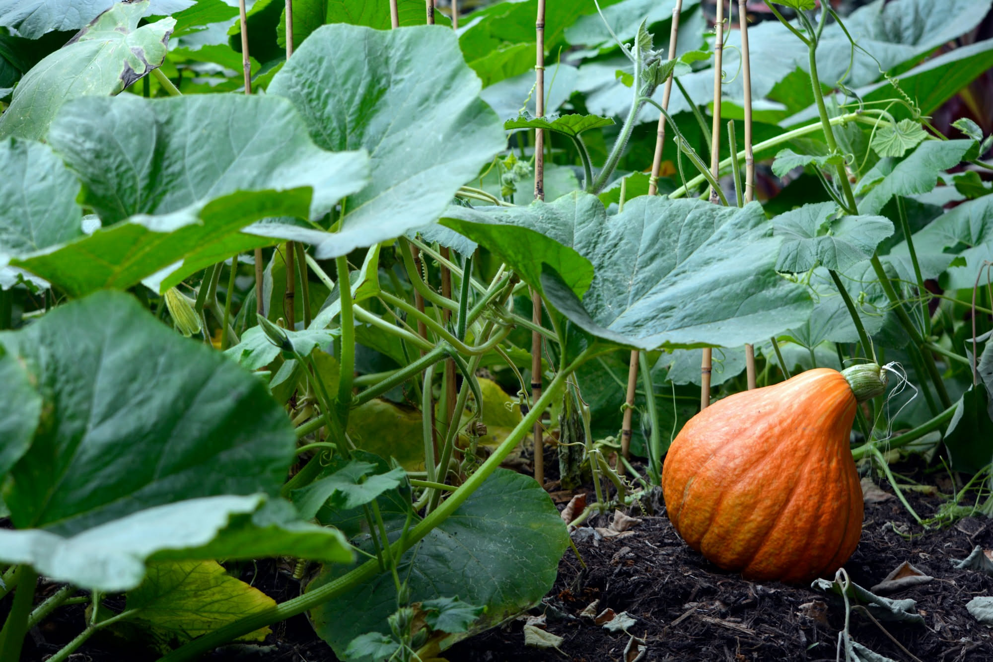 Orto di settembre con piantine di cavolo appena trapiantate e ultimi pomodori sulle piante
