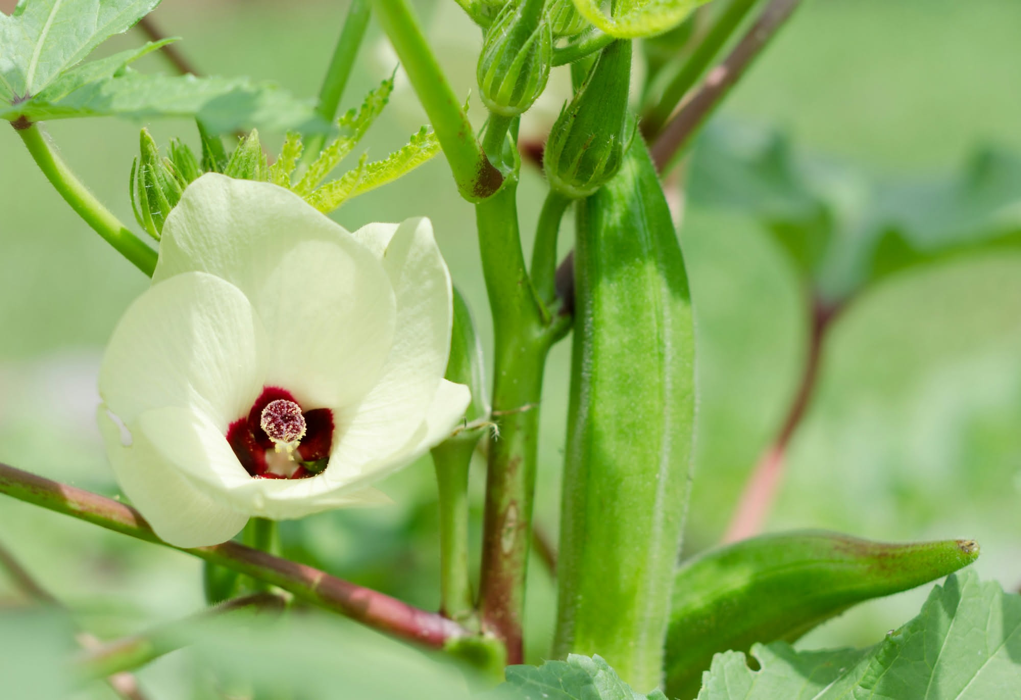 Salotto luminoso con diverse piante verdi da interno disposte vicino a una poltrona e a una finestra