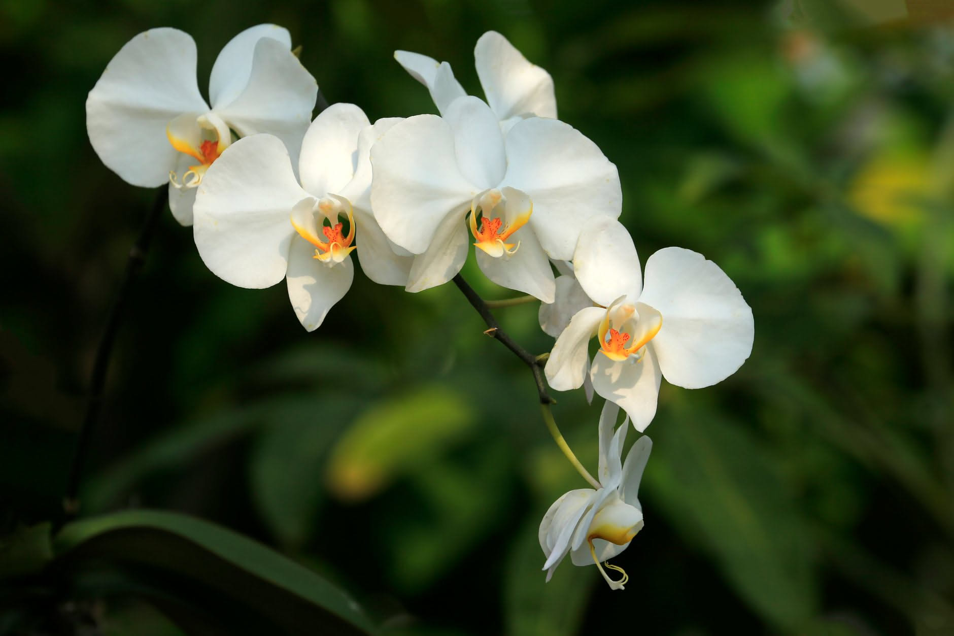 Pianta della vaniglia Vanilla planifolia coltivata con foglie verdi e baccelli