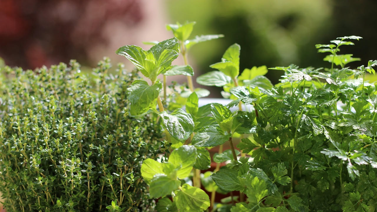Vasi di piante ornamentali da balcone con foglie simili a erbe aromatiche, da non confondere con salvia e alloro commestibili