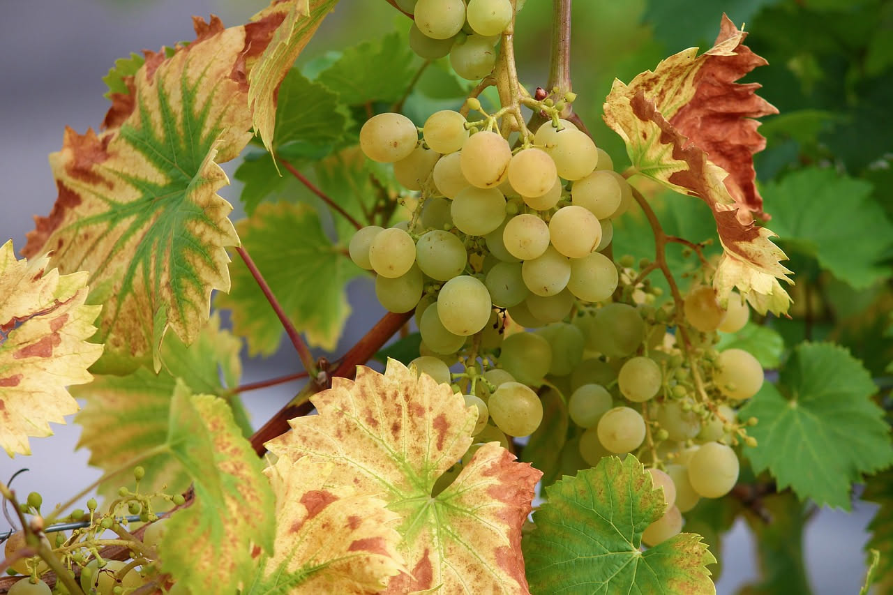Grappolo d'uva immerso in una ciotola di acqua con bicarbonato, accanto a un colino, pronto per essere risciacquato sotto l'acqua corrente
