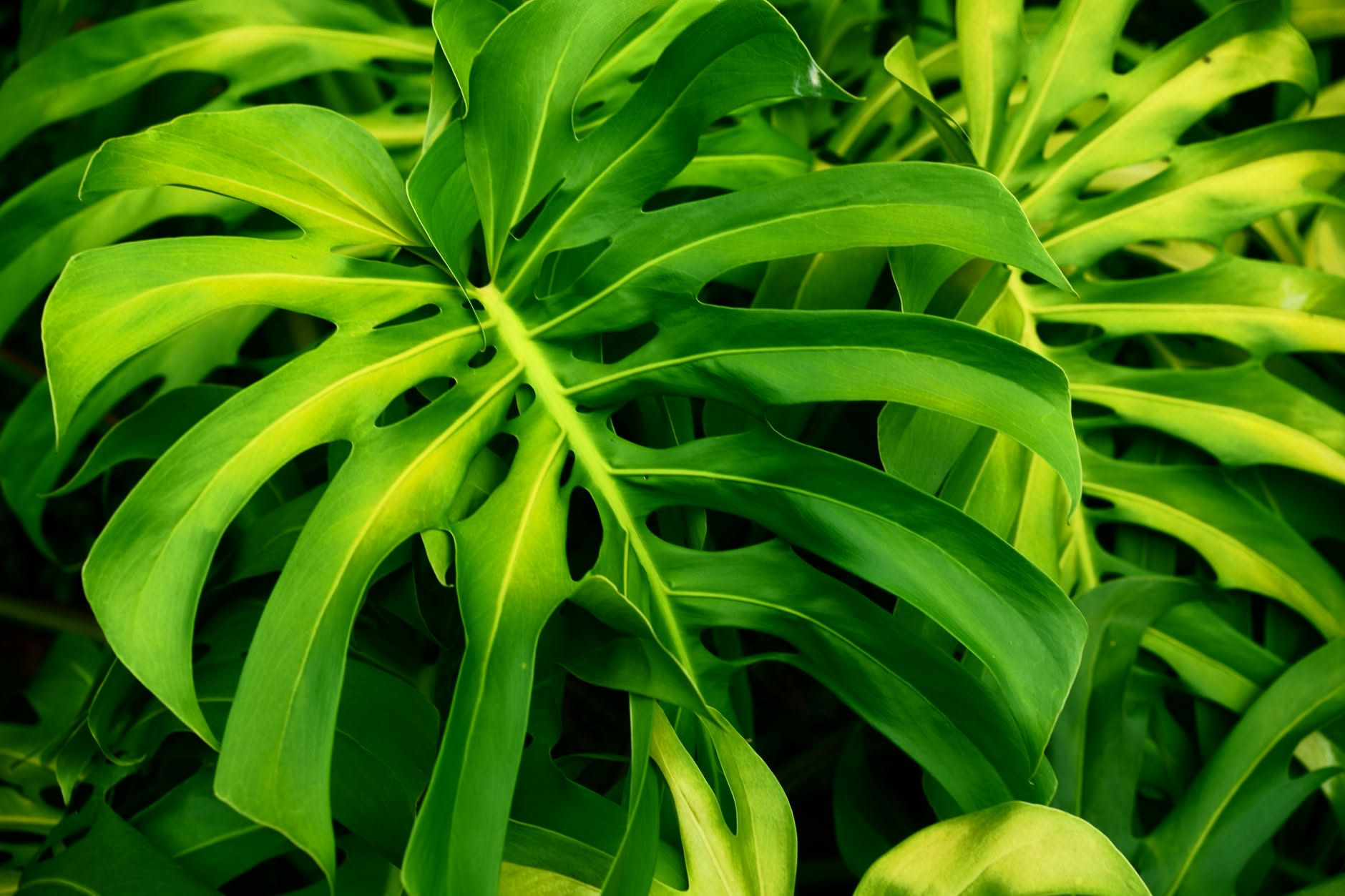 Monstera deliciosa in appartamento con numerose foglie verdi intere e prive delle tipiche fenestrature