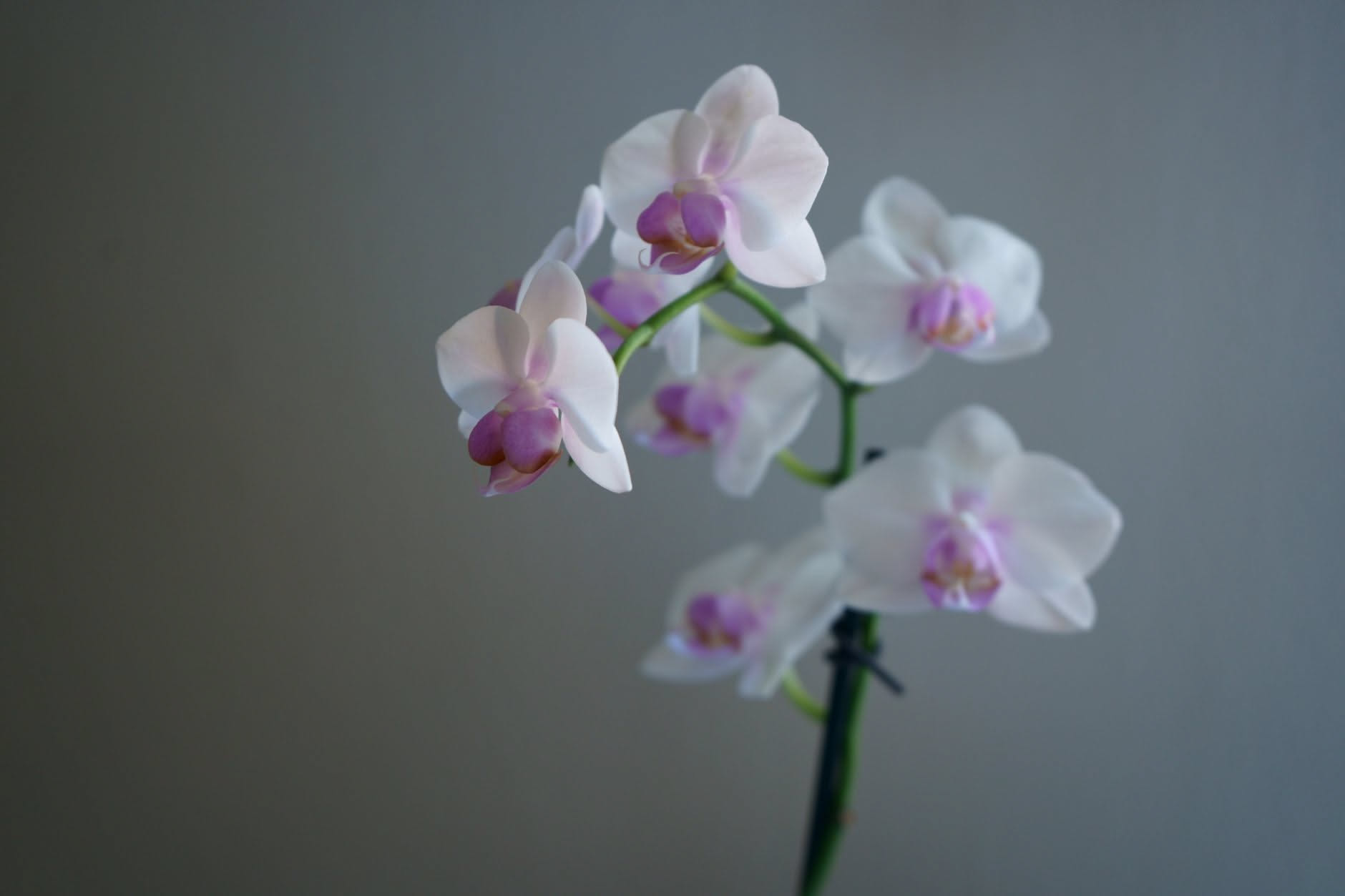 Phalaenopsis in vaso trasparente con una foglia basale ingiallita e radici verdi visibili