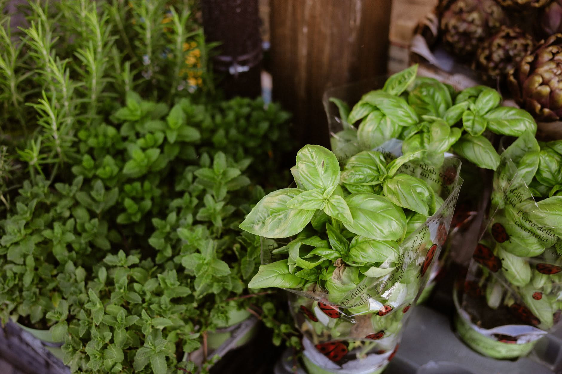 Vasi di basilico, rosmarino e salvia pronti per la concimazione