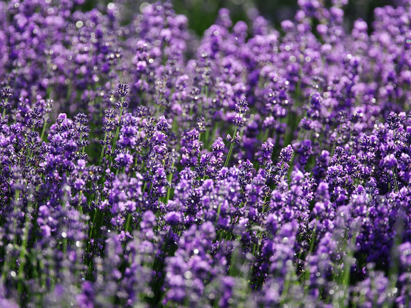 Cespuglio di lavanda con spighe sfiorite pronto per la potatura di fine estate