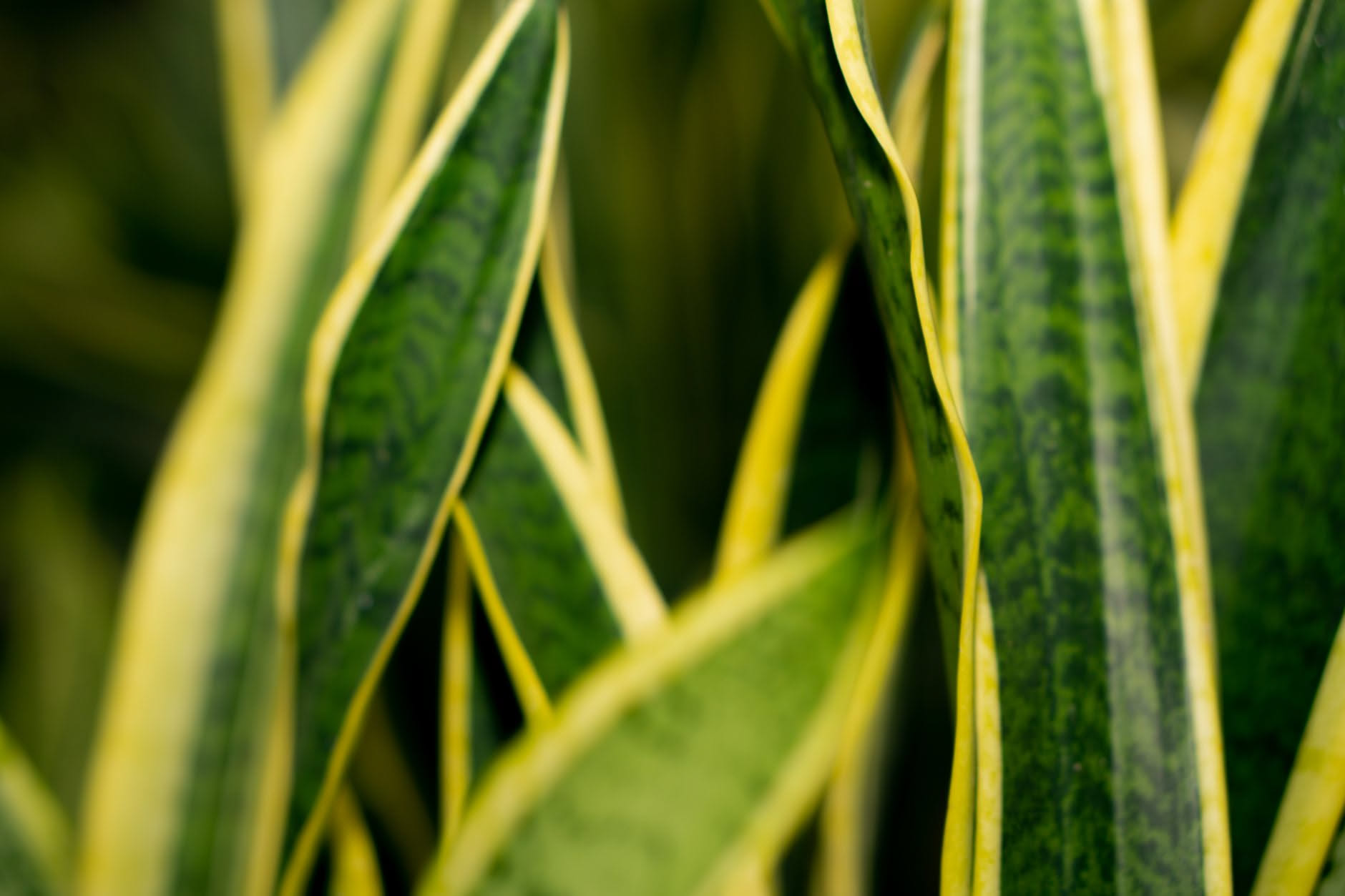 Foglia di Sansevieria tagliata in sezioni per ottenere nuove piante