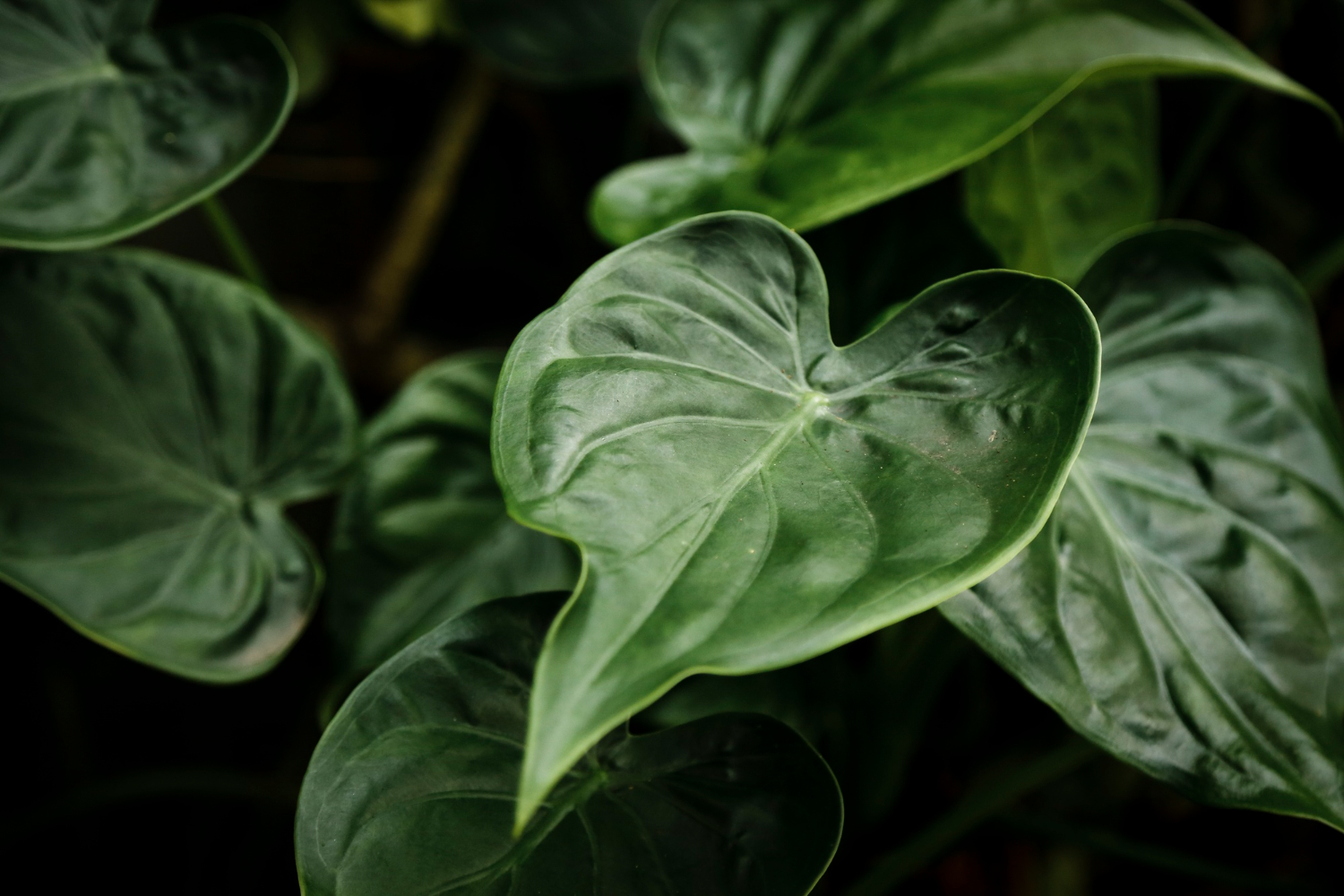 Foglia di pothos in vaso con le punte delle foglie secche e marroni, primo piano del tipico segnale di sofferenza della pianta