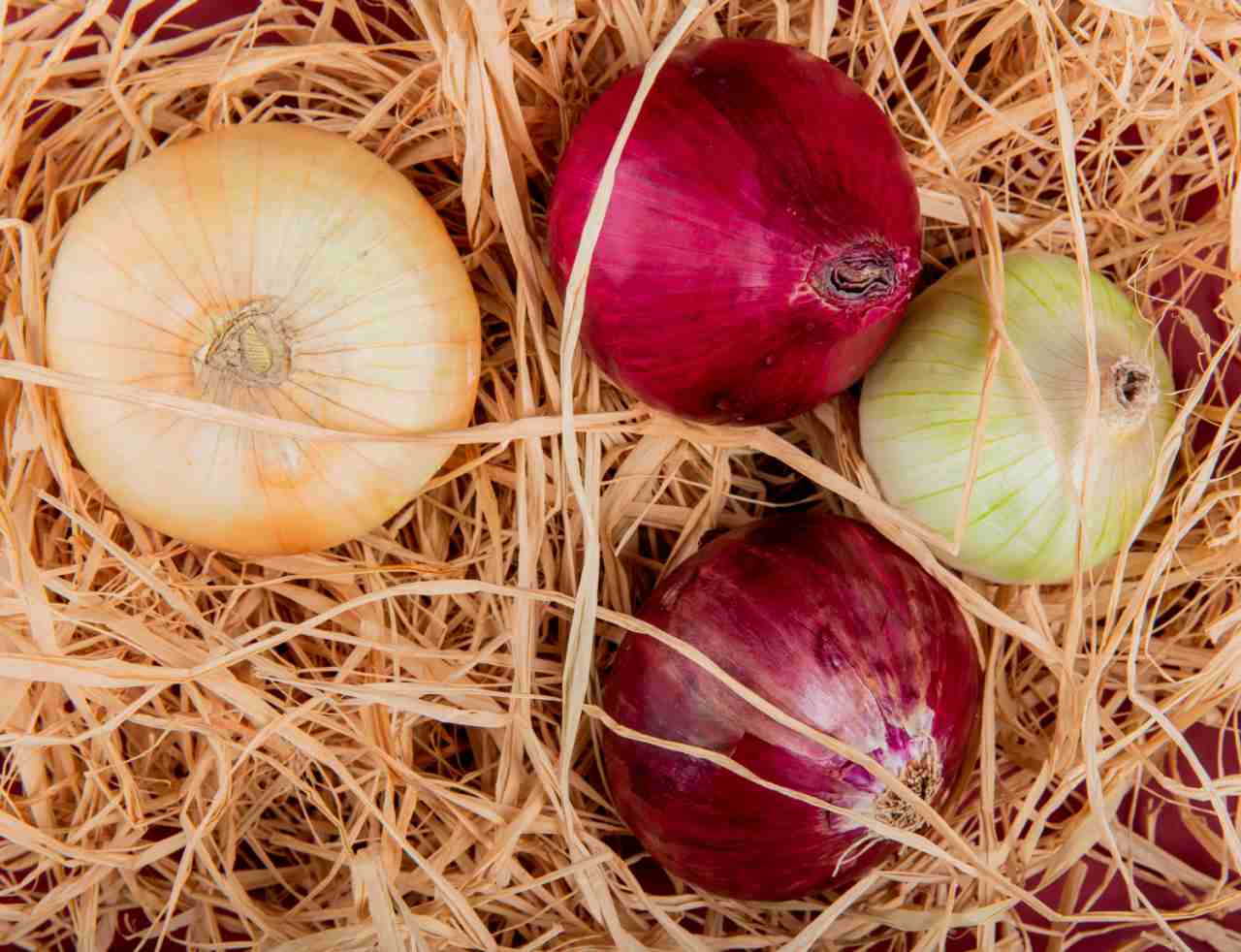 Cipolle appena raccolte lasciate ad asciugare al sole su un telo in campagna, con le foglie ingiallite e piegate, a inizio agosto