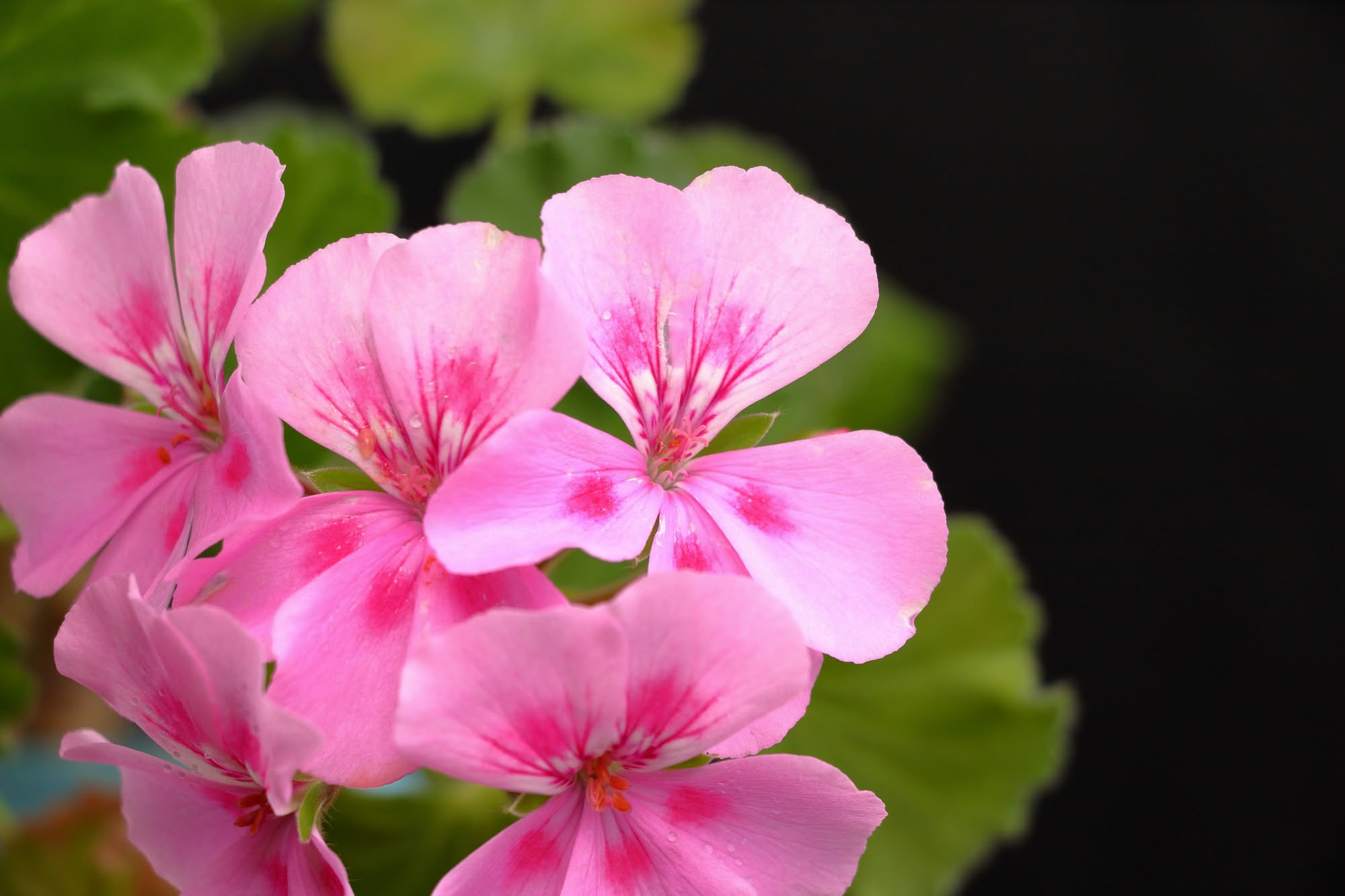 Fiore di pelargonio rosa con linee più scure sui petali che convergono verso il centro