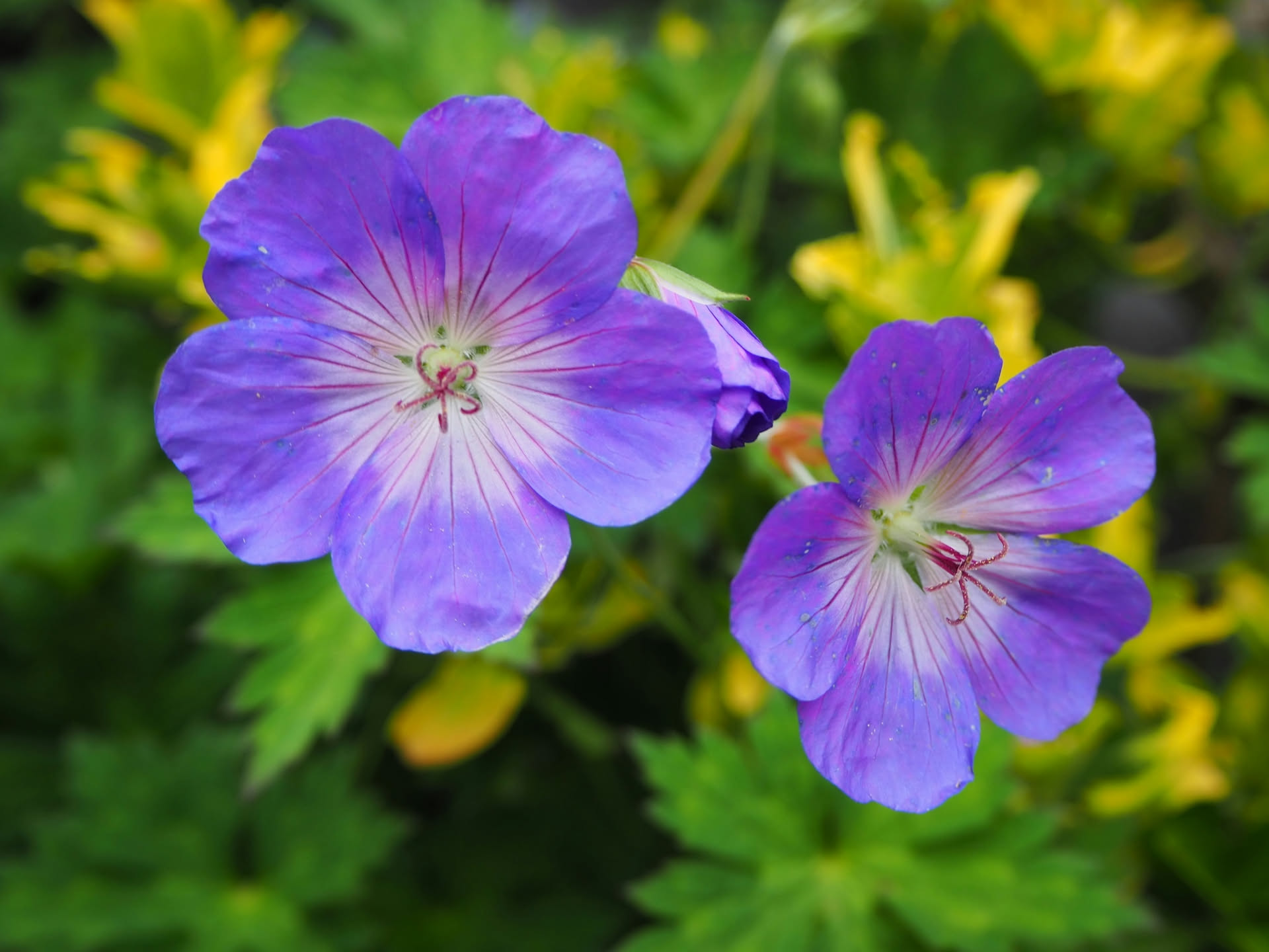 Fiore viola di Geranium con stimma e strutture riproduttive visibili al centro