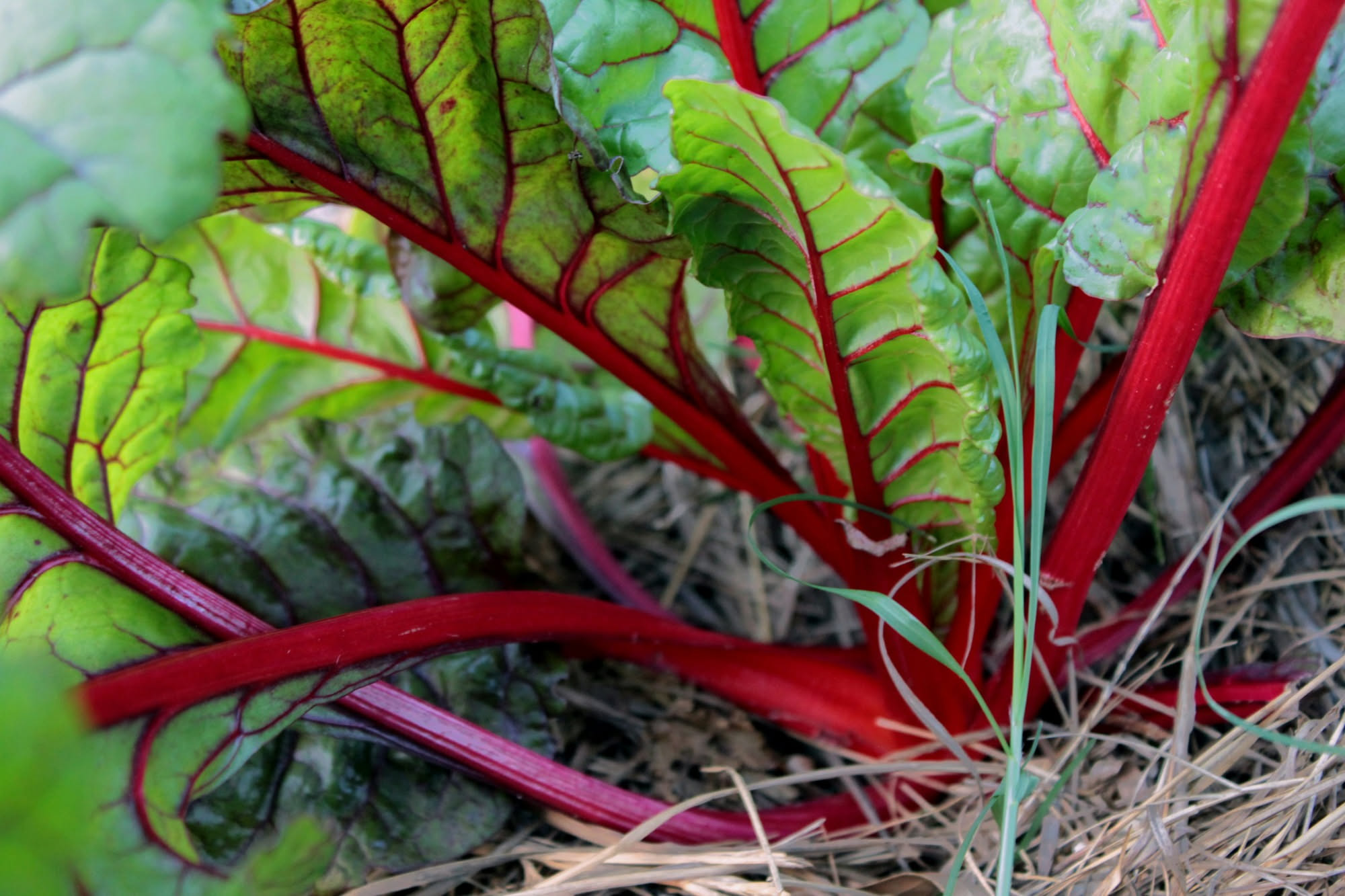 Bietola a coste rosse con nervature rosso intenso che attraversano le foglie verdi