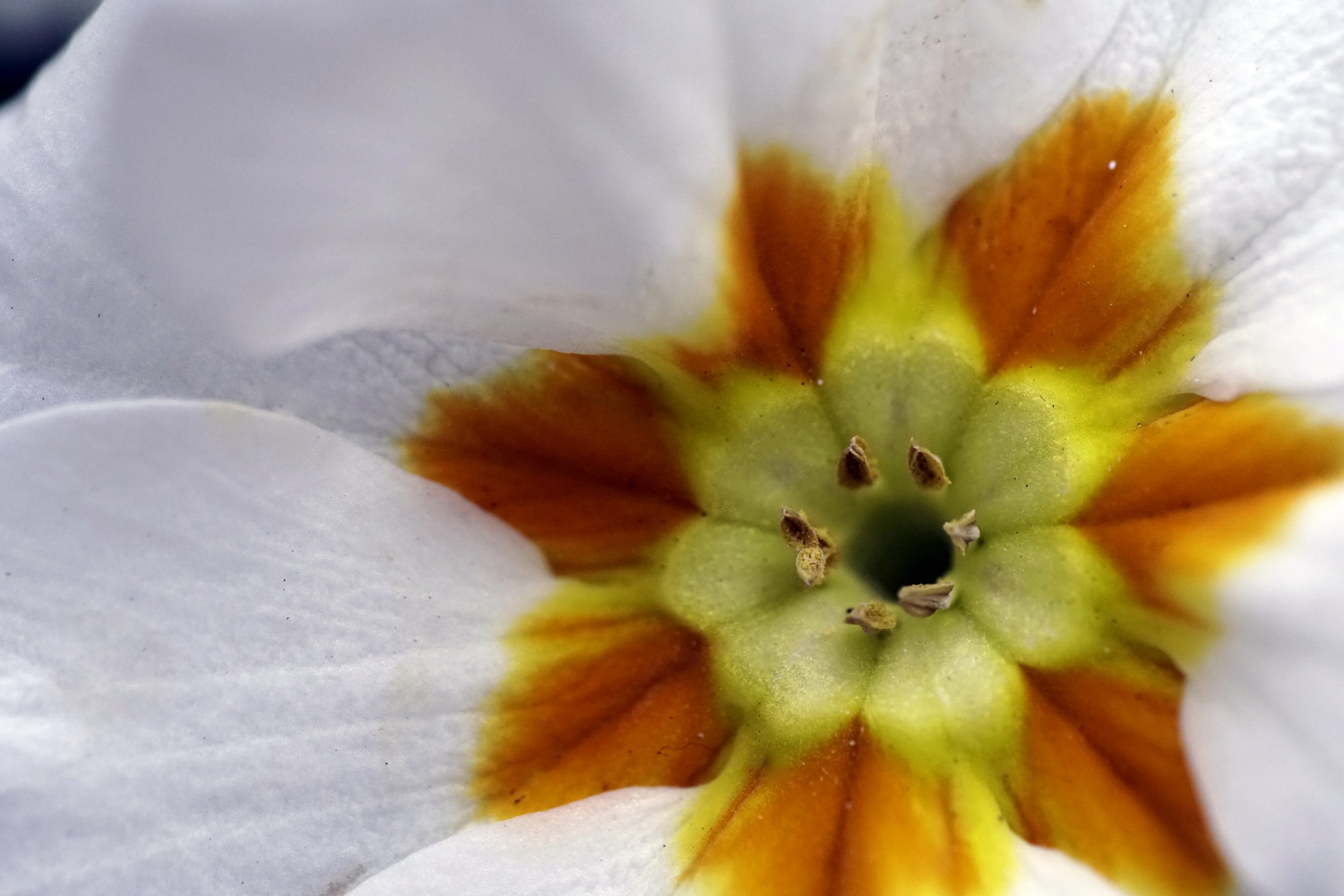 Primo piano del centro di una primula con il piccolo foro della corolla circondato dalle strutture del fiore