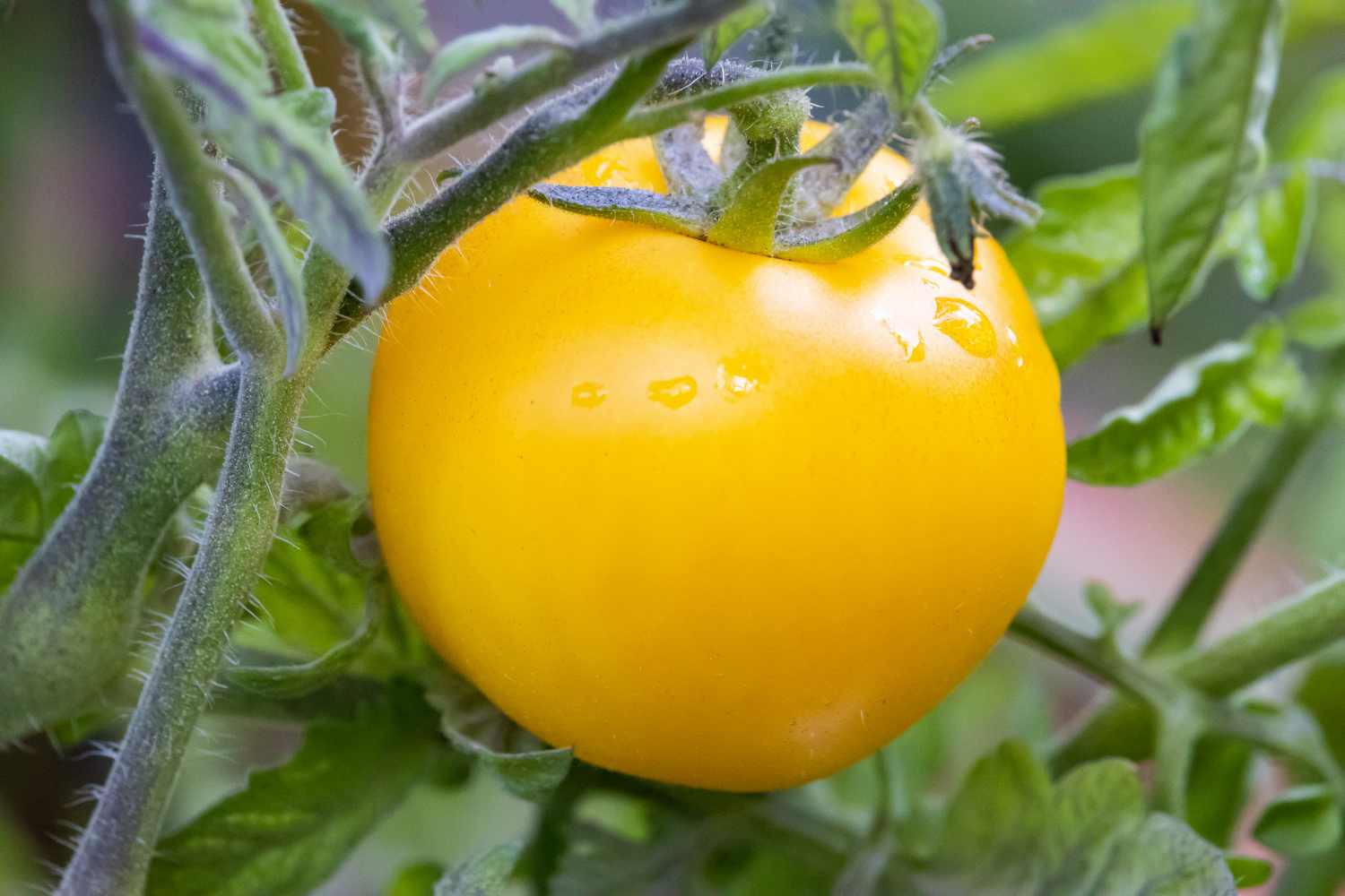 Pomodoro giallo maturo ancora attaccato alla pianta tra foglie verdi