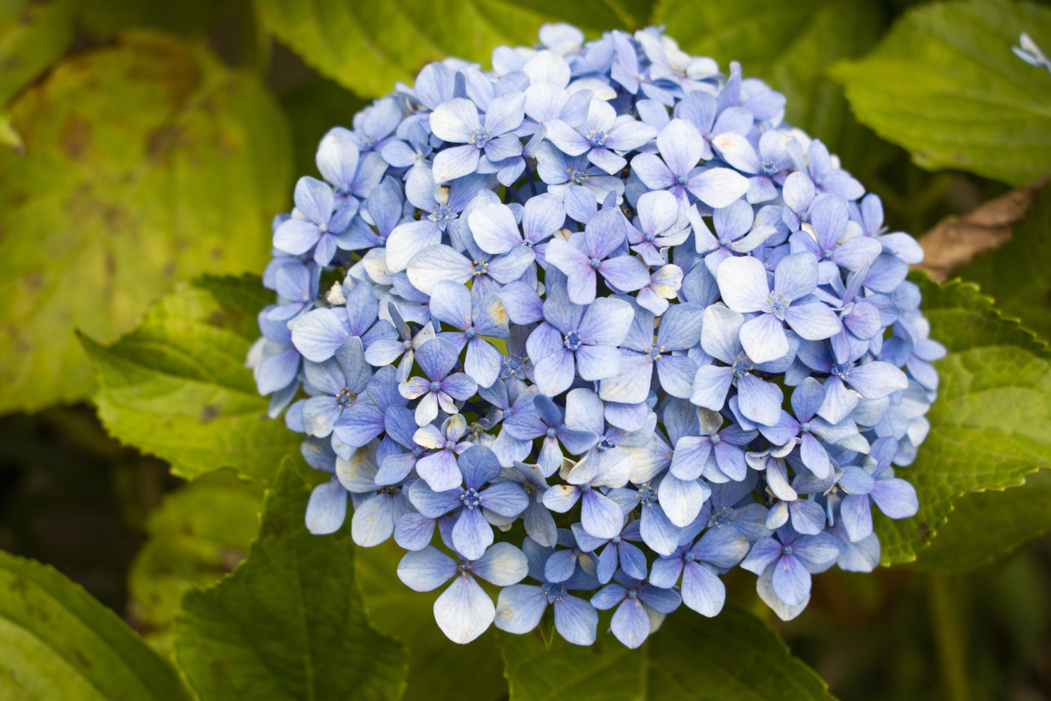 Ortensia azzurra a fine agosto con numerose foglie giallo-verdi intorno ai fiori