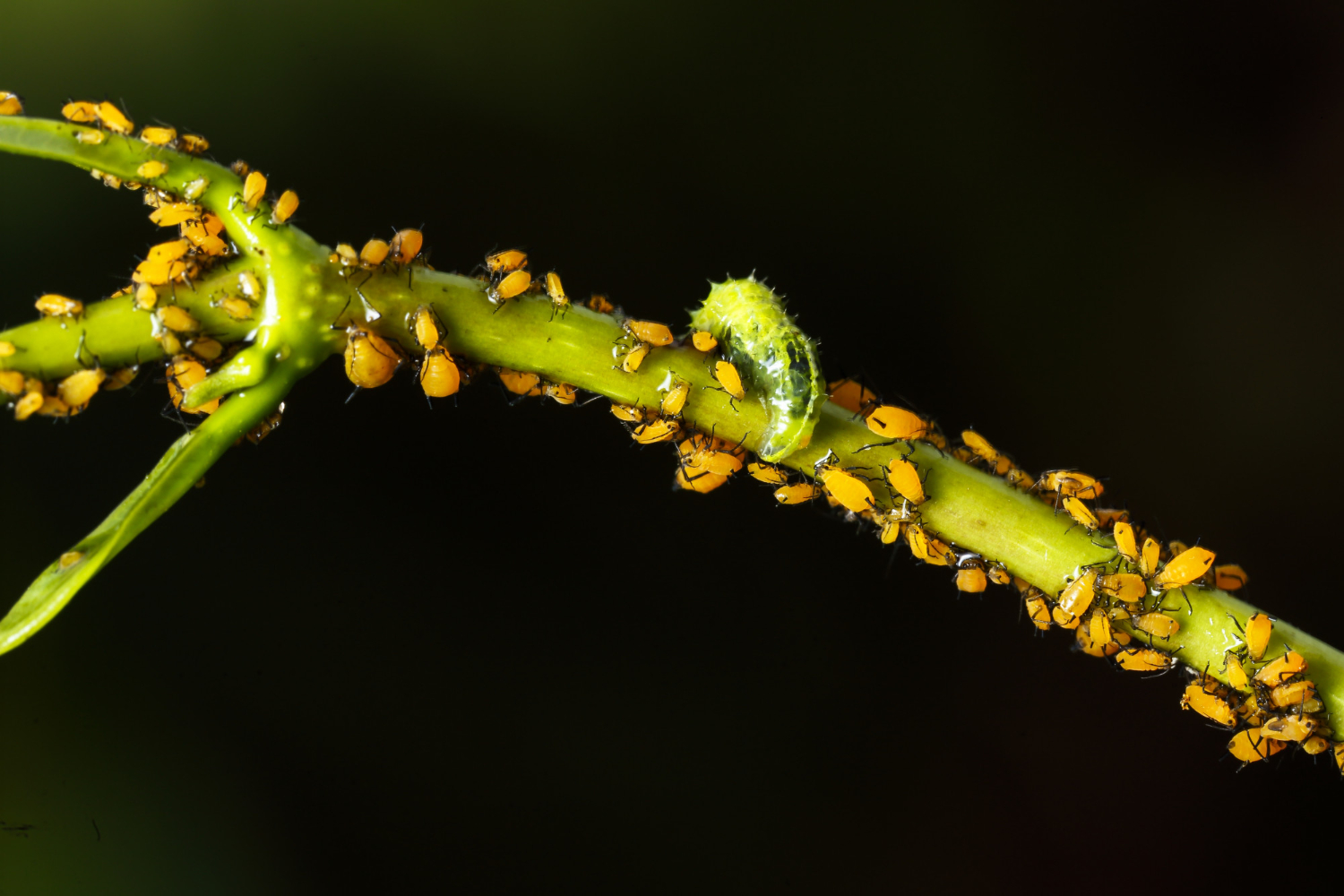 Colonia di afidi arancioni su un fusto verde con al centro una larva predatrice di sirfide