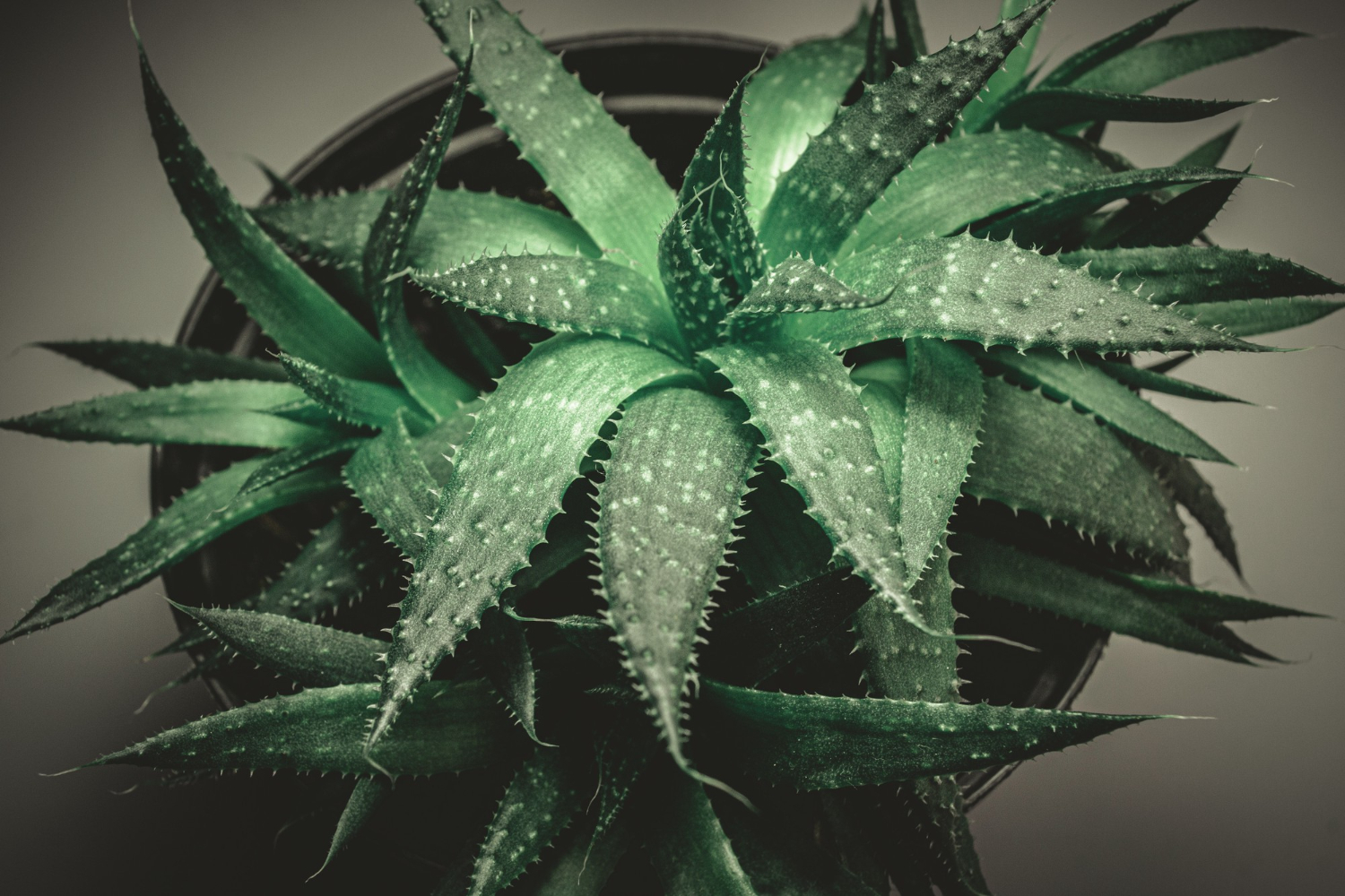 Pianta di aloe in vaso di terracotta con foglie carnose che virano al rosso ai margini