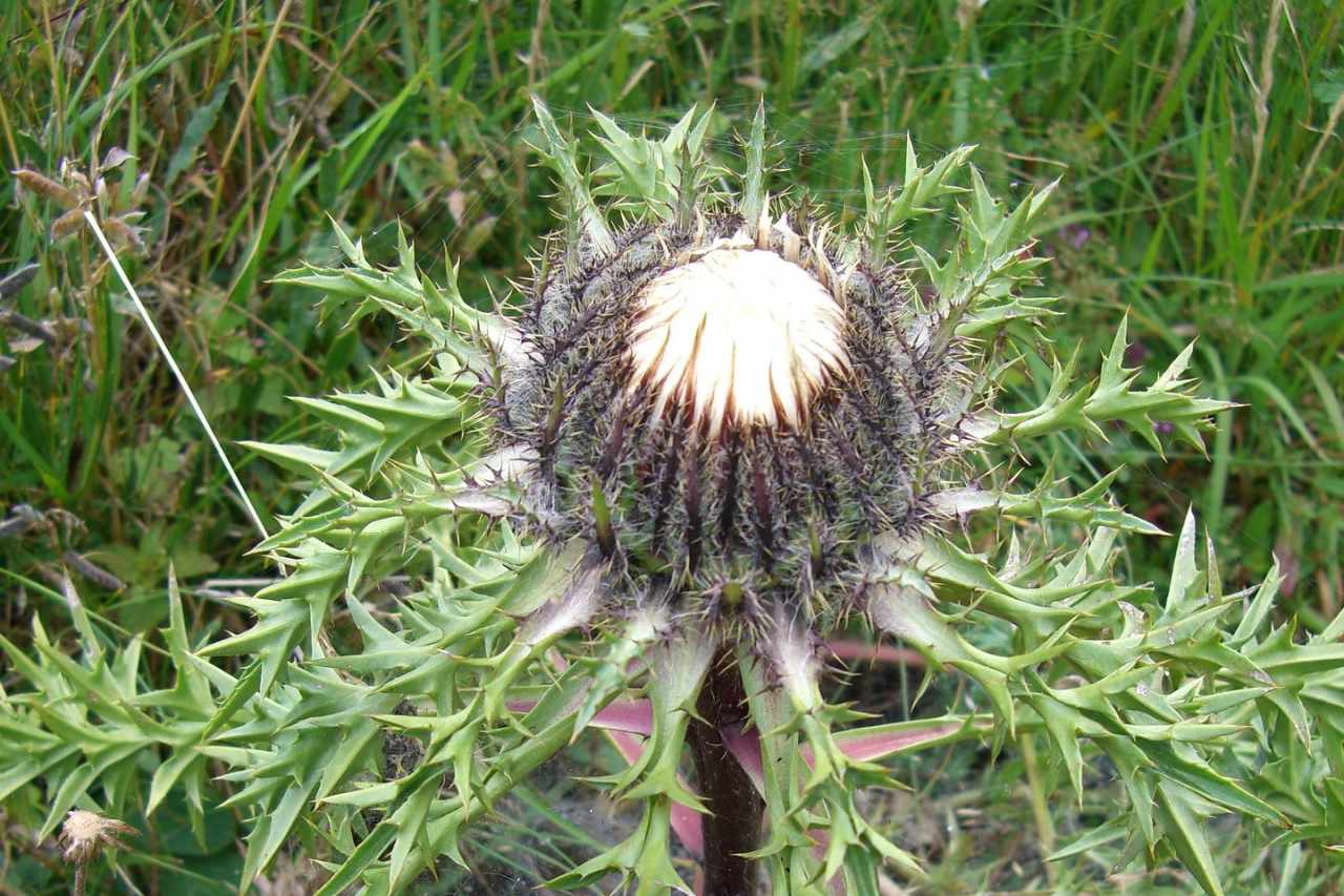 Capolino argentato di Carlina acaulis con le brattee aperte a stella in un prato di montagna