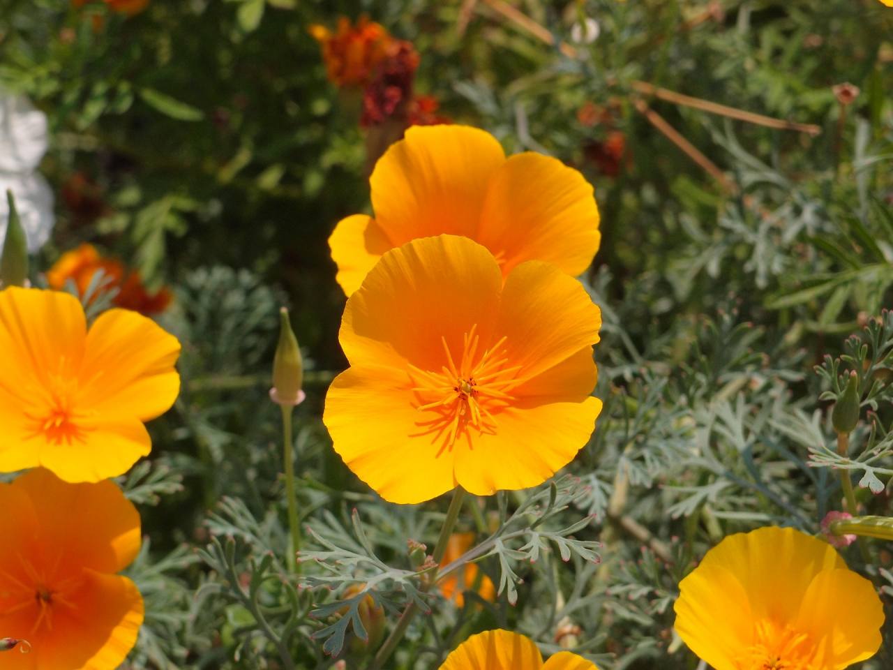 Fiori arancioni di escolzia parzialmente chiusi in un'aiuola sotto un cielo che si sta coprendo