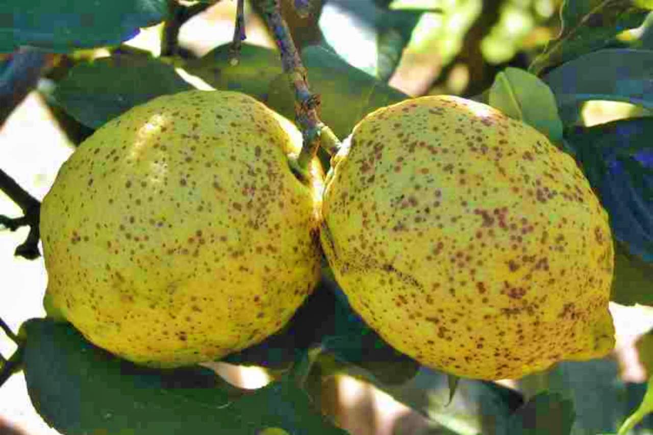 Due limoni ancora attaccati al ramo con la buccia coperta di puntini tondi bruno rossastri causati dalla cocciniglia