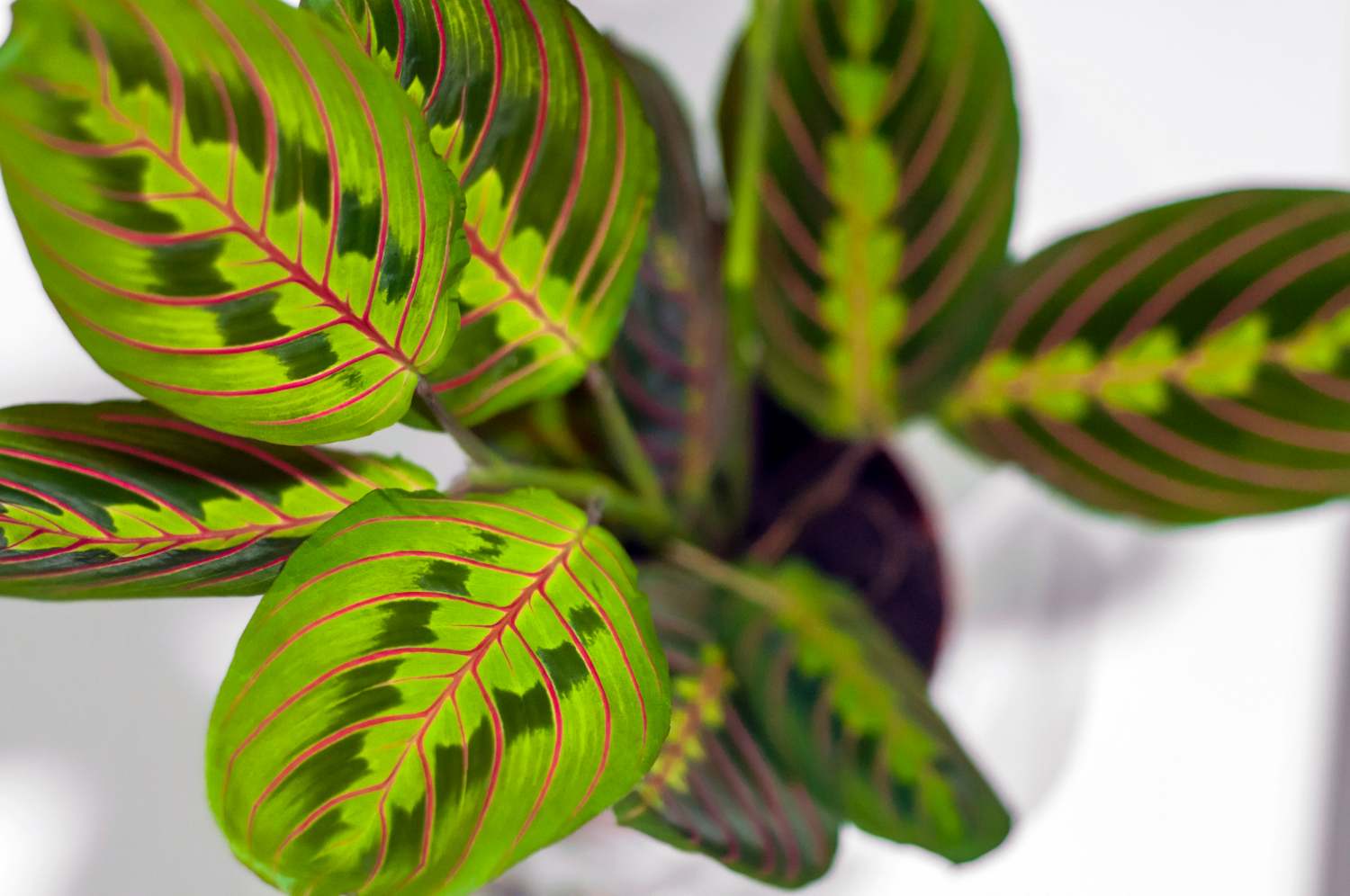 Maranta leuconeura con le foglie sollevate nella caratteristica posizione notturna