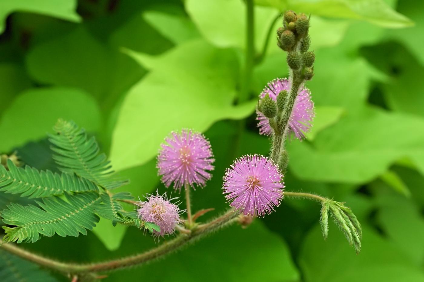 Mimosa pudica con le foglie ripiegate dopo essere stata toccata