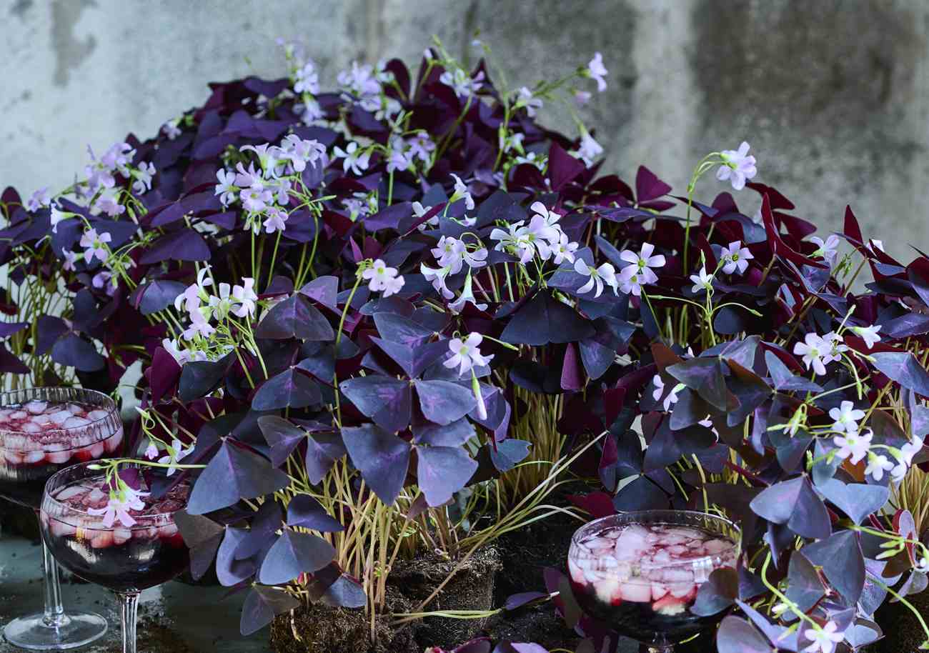 Oxalis triangularis con caratteristiche foglie viola triangolari coltivata in vaso