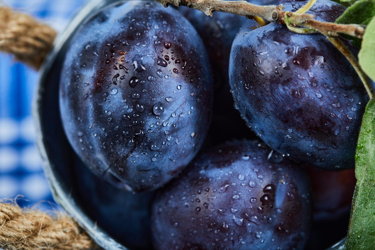 Prugne blu violacee con la pruina biancastra sulla buccia e gocce d'acqua in superficie